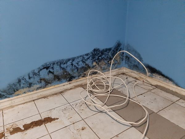 mold in basement of house
